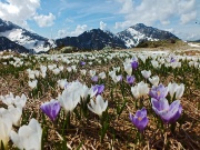 Salita al Monte Campo con distese di crocus e al Laghetto di Pietra Quadra ancora con tanta neve il 9 maggio 2013 - FOTOGALLERY